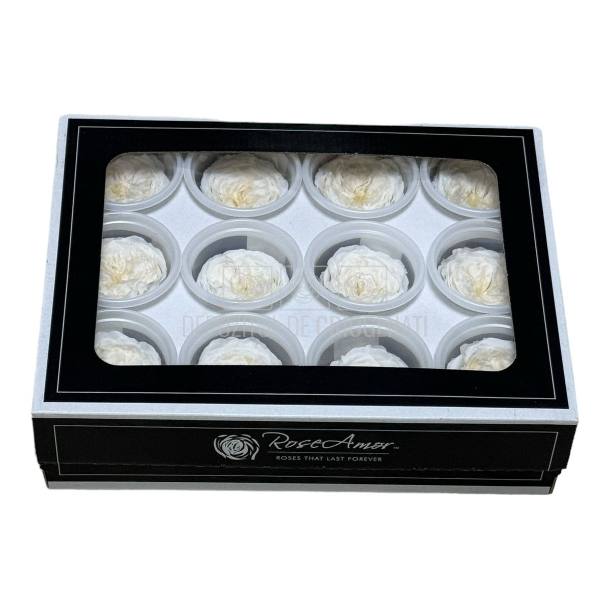 Trandafiri de gradina AMELIA CHA-89 (dia. 3-4cm, set 12 buc /cutie)