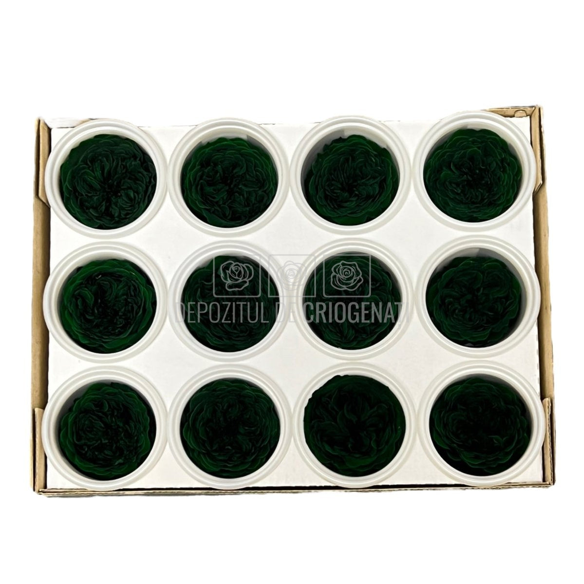 Trandafiri de gradina AMELIA GRE-02 (Ø3-4cm, set 12 buc /cutie) - DepozituldeCriogenati.ro