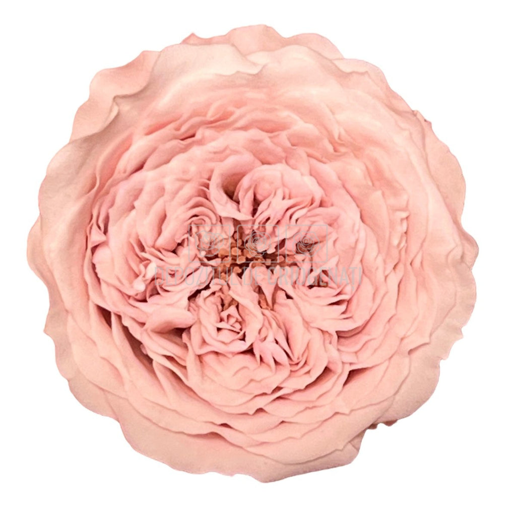 Trandafiri de gradina AMELIA PIN-04 (Ø3-4cm, set 12 buc /cutie) - DepozituldeCriogenati.ro