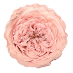Trandafiri de gradina AMELIA PIN-04 (Ø3-4cm, set 12 buc /cutie) - DepozituldeCriogenati.ro