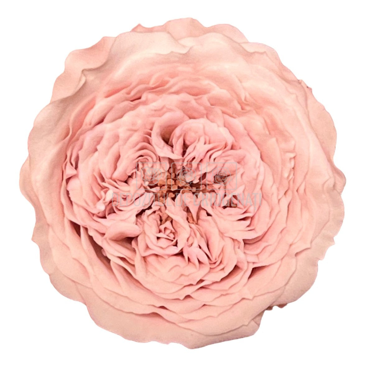 Trandafiri de gradina AMELIA PIN-04 (Ø3-4cm, set 12 buc /cutie) - DepozituldeCriogenati.ro