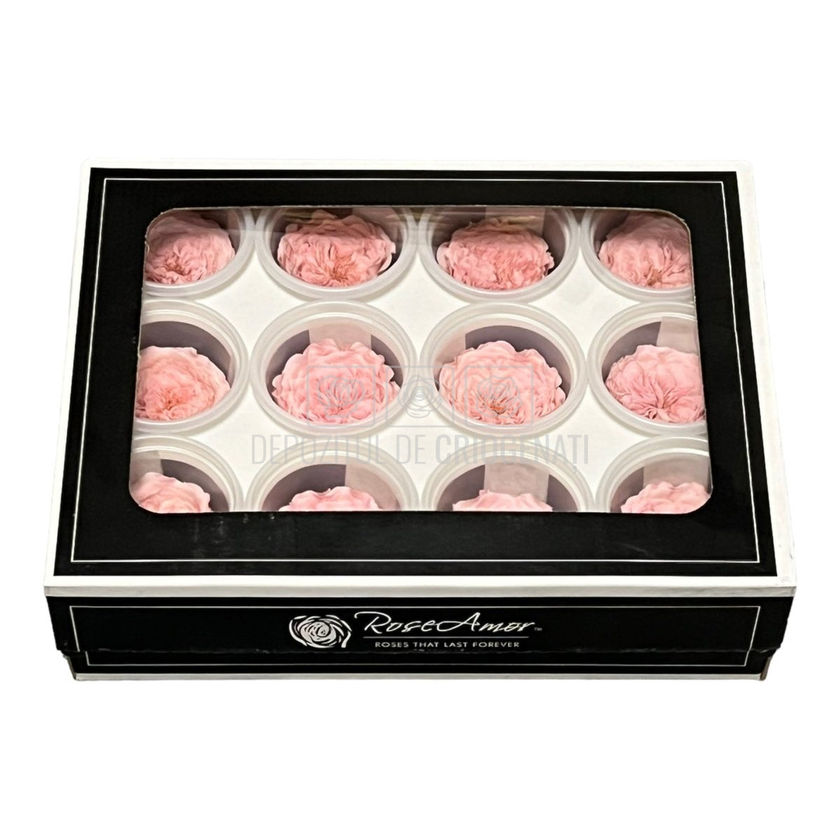 Trandafiri de gradina AMELIA PIN-04 (Ø3-4cm, set 12 buc /cutie) - DepozituldeCriogenati.ro