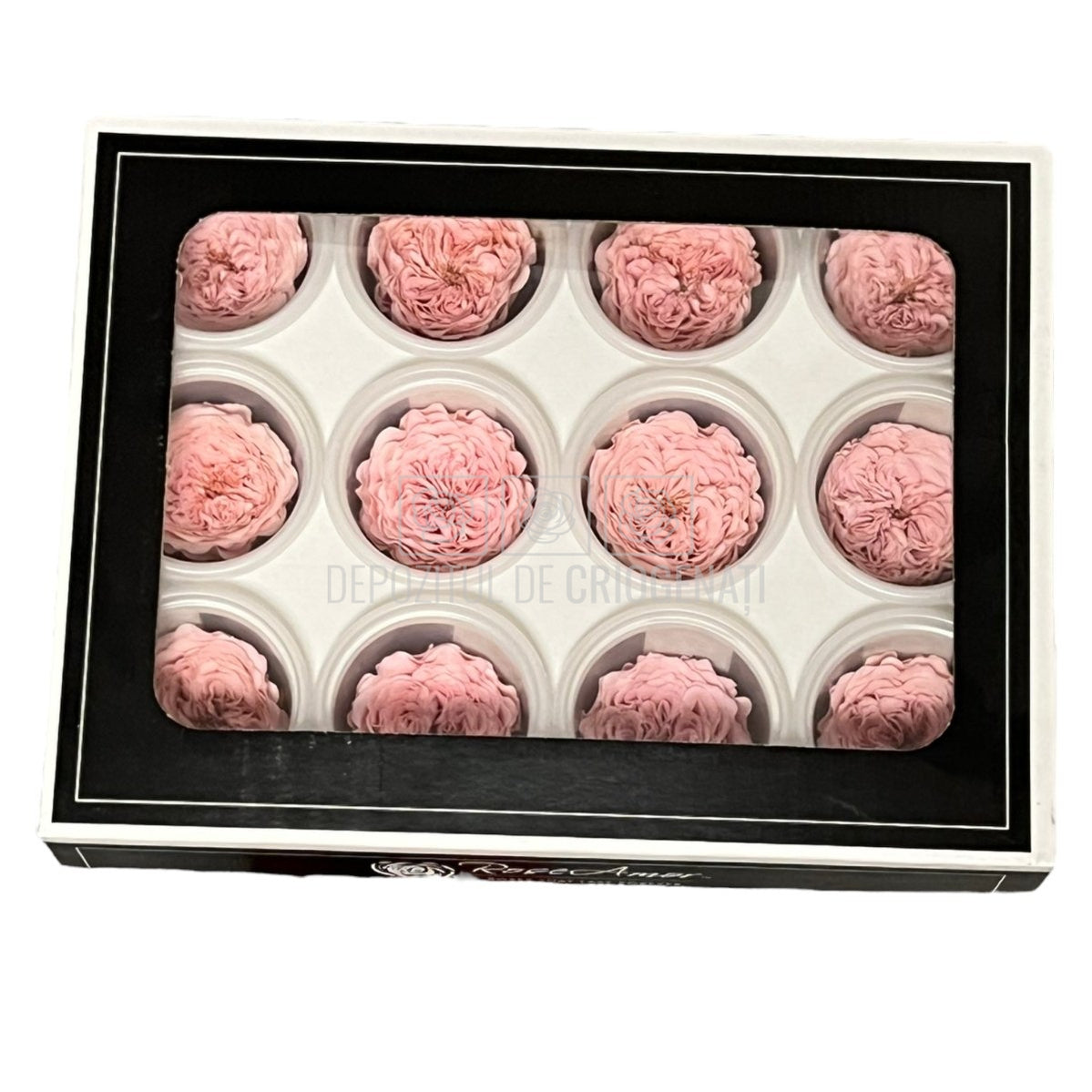 Trandafiri de gradina AMELIA PIN-04 (Ø3-4cm, set 12 buc /cutie) - DepozituldeCriogenati.ro