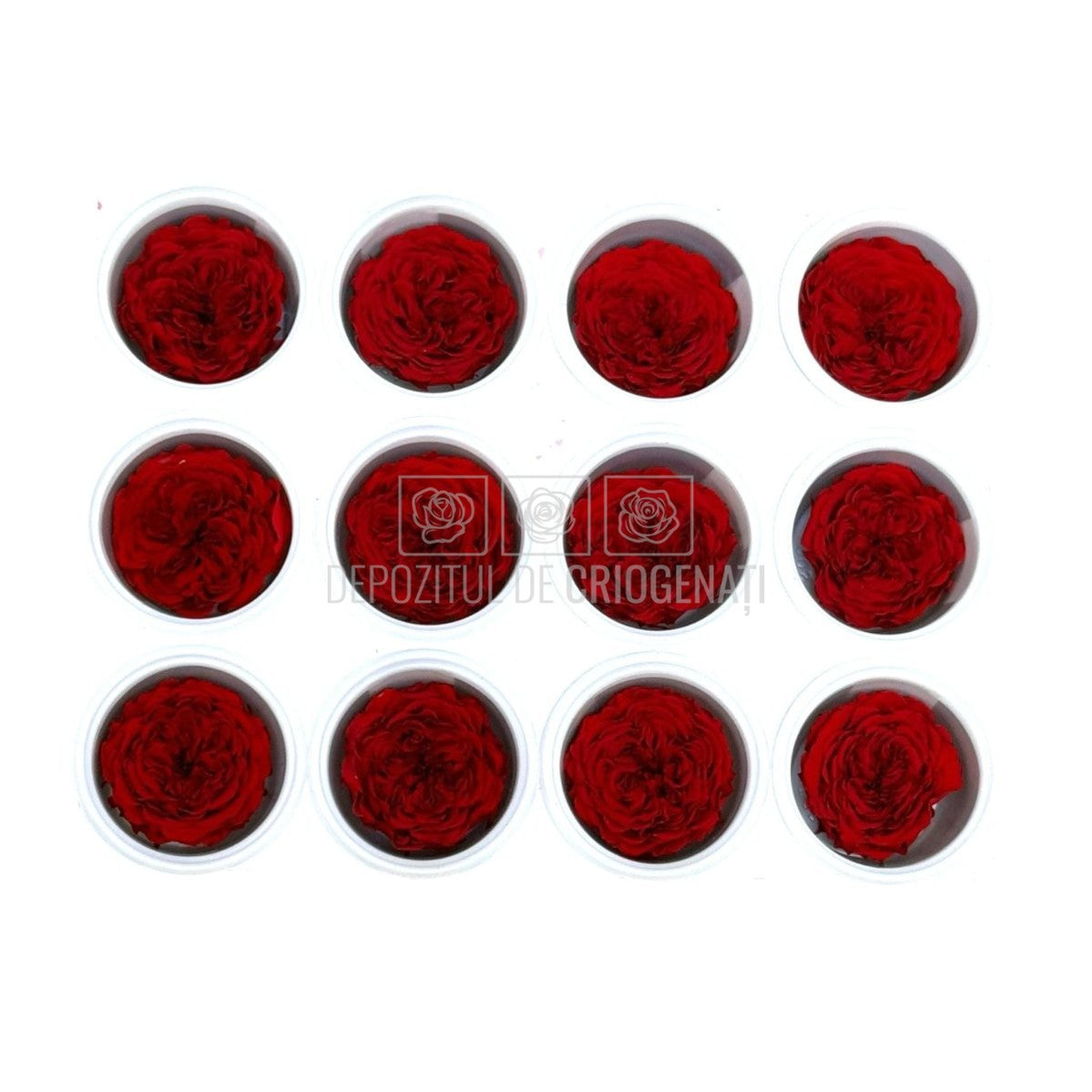 Trandafiri de gradina AMELIA RED-02 (dia. 3-4cm, set 12 buc /cutie)