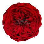 Trandafiri de gradina AMELIA RED-02 (dia. 3-4cm, set 12 buc /cutie)