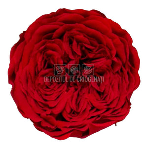 Trandafiri de gradina AMELIA RED-02 (dia. 3-4cm, set 12 buc /cutie)