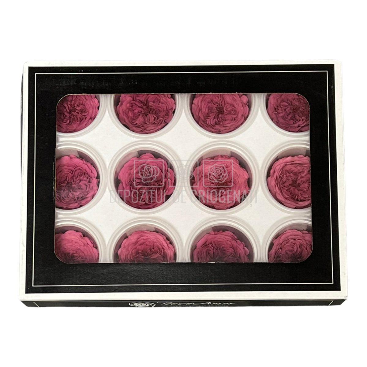 Trandafiri de gradina AMELIA VIO-02 (Ø3-4cm, set 12 buc /cutie) - DepozituldeCriogenati.ro