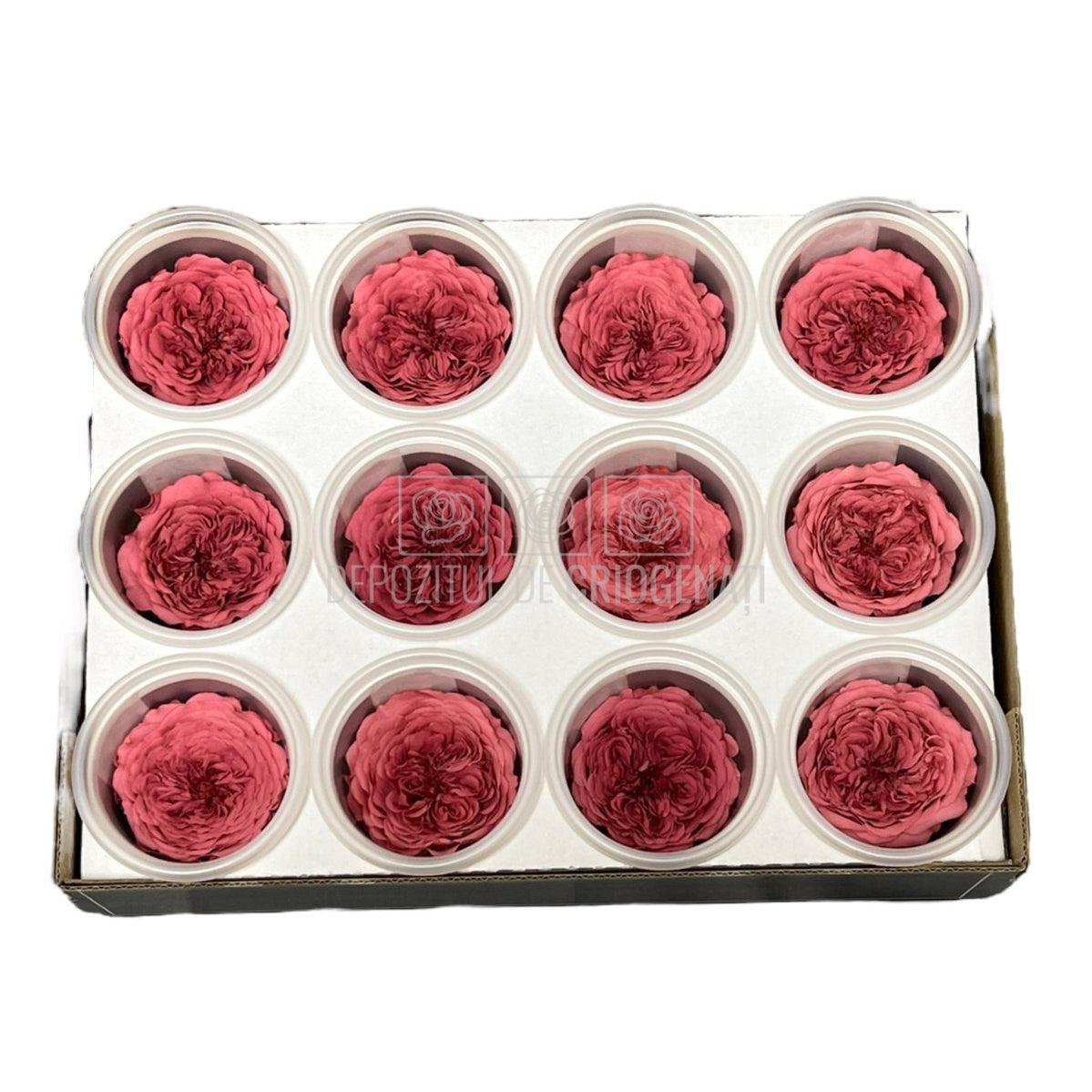 Trandafiri de gradina AMELIA VIO-02 (Ø3-4cm, set 12 buc /cutie) - DepozituldeCriogenati.ro