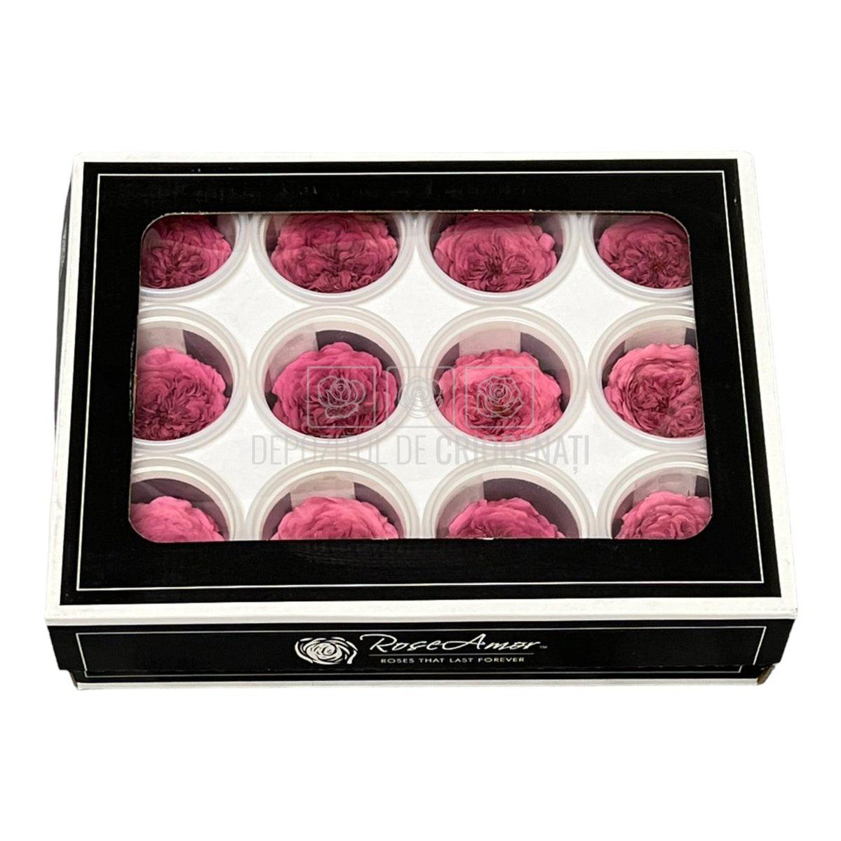 Trandafiri de gradina AMELIA VIO-02 (Ø3-4cm, set 12 buc /cutie) - DepozituldeCriogenati.ro