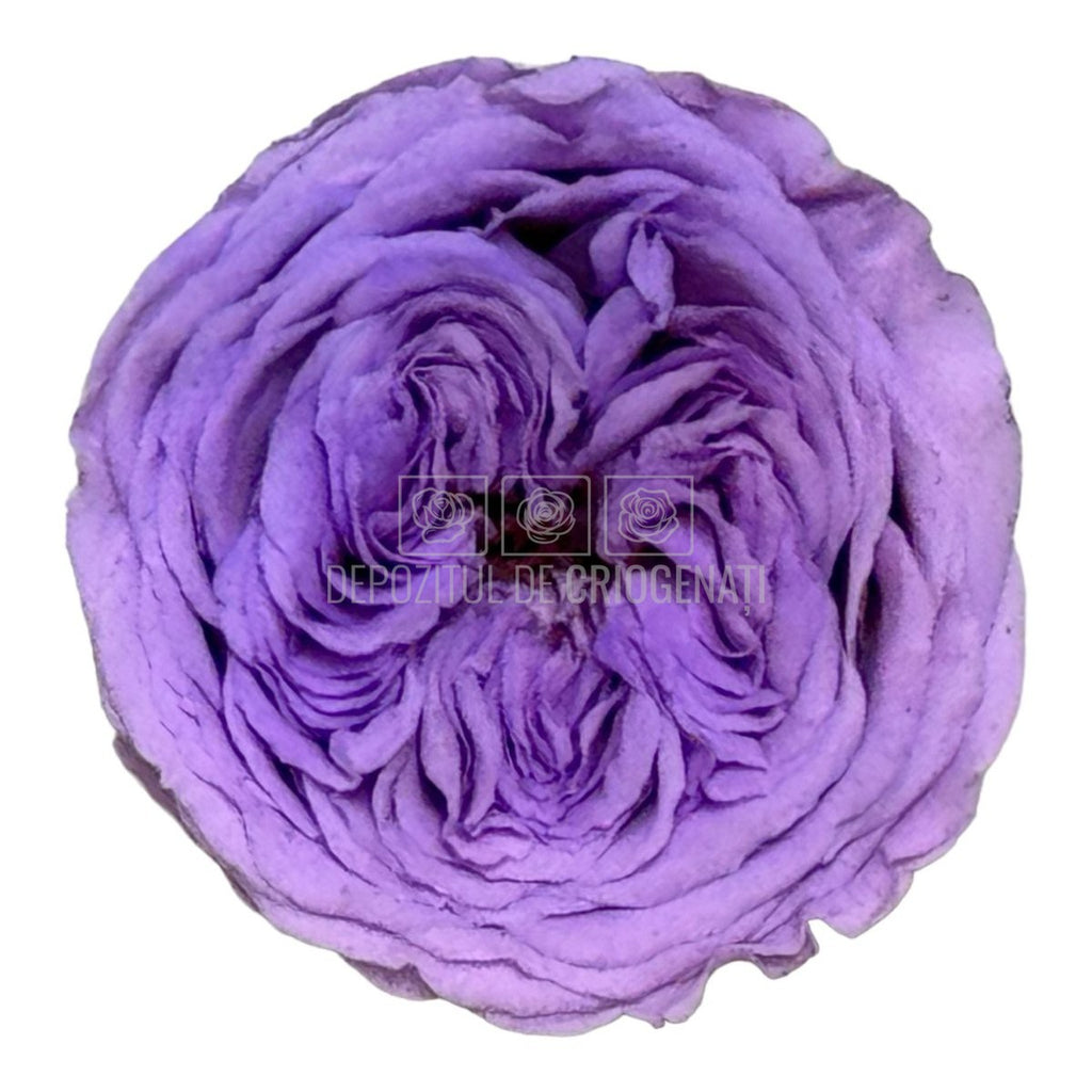 Trandafiri de gradina AMELIA VIO-03 (dia. 3-4cm, set 12 buc /cutie)
