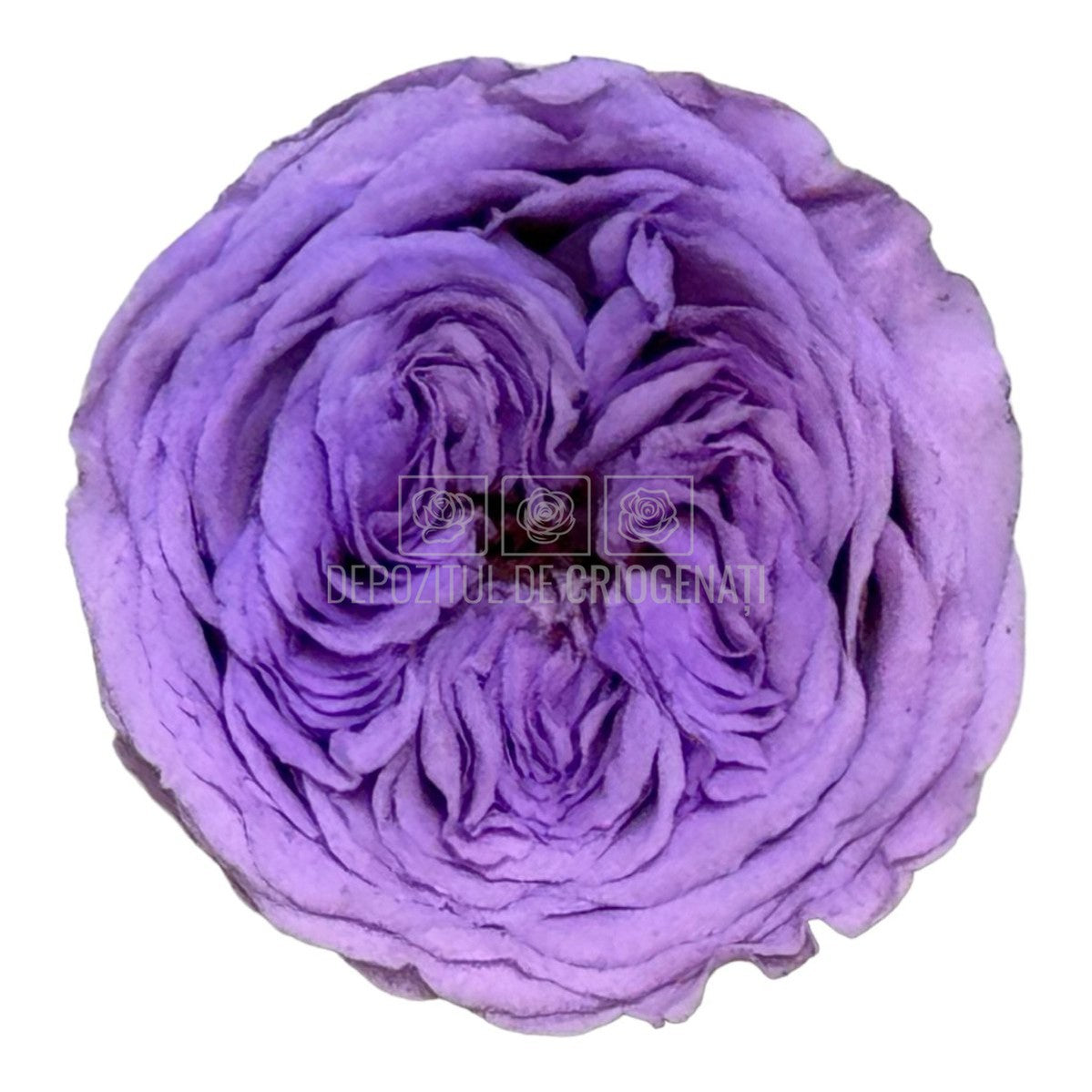 Trandafiri de gradina AMELIA VIO-03 (dia. 3-4cm, set 12 buc /cutie)