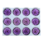 Trandafiri de gradina AMELIA VIO-03 (dia. 3-4cm, set 12 buc /cutie)
