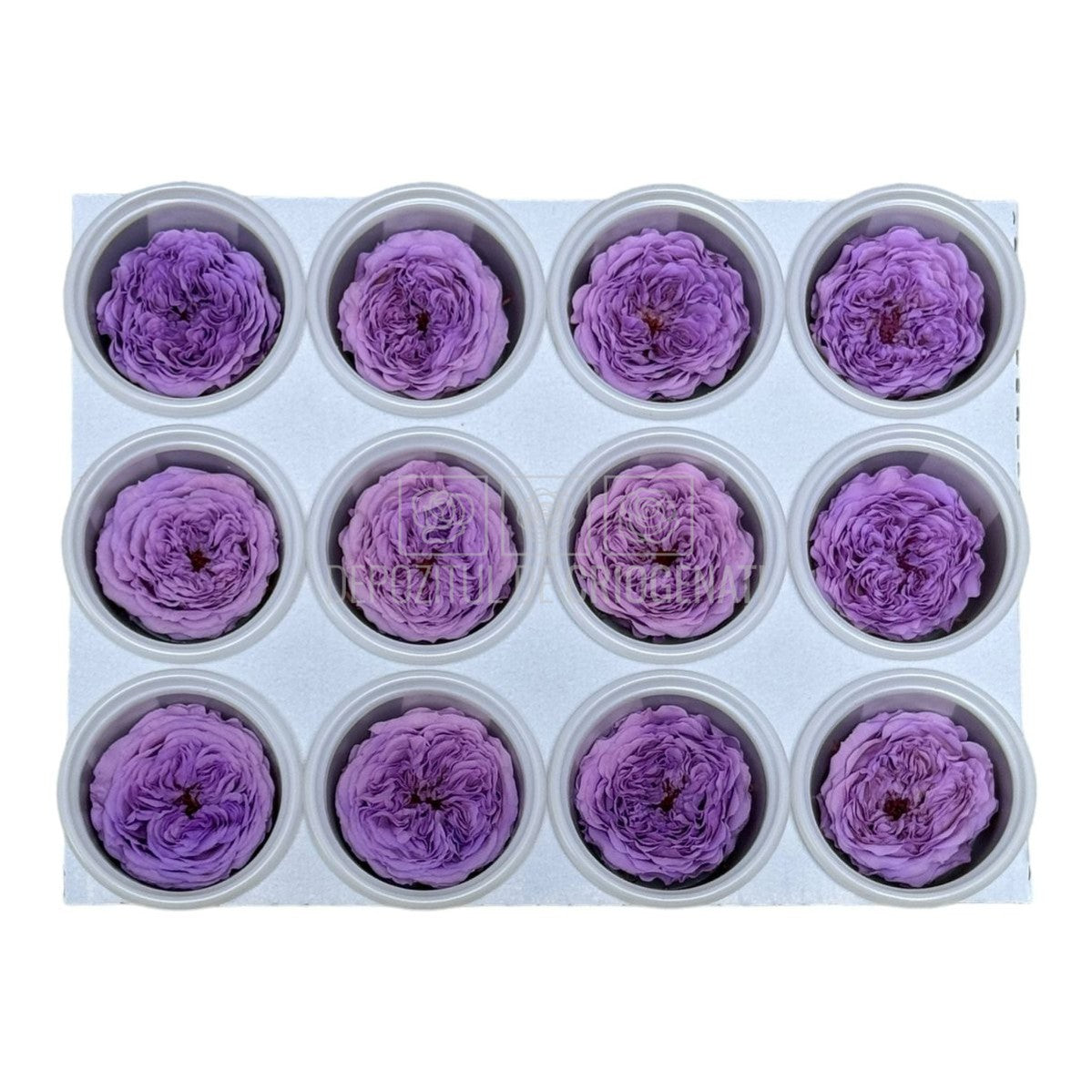 Trandafiri de gradina AMELIA VIO-03 (dia. 3-4cm, set 12 buc /cutie)