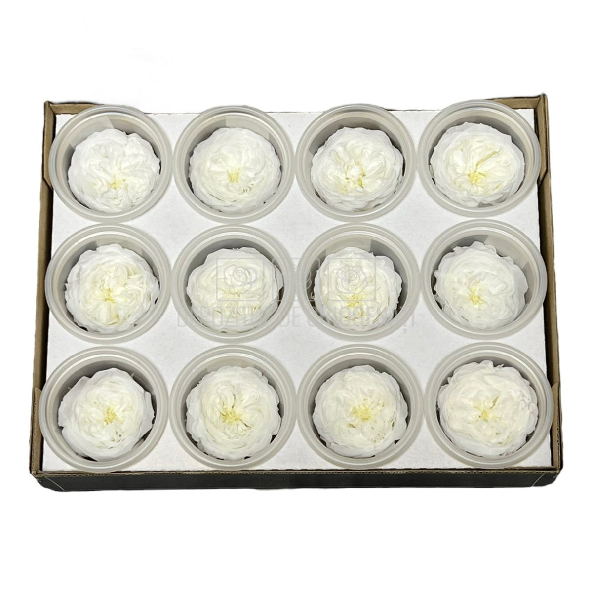 Trandafiri de gradina AMELIA WHI-01 (Ø3-4cm, set 12 buc /cutie) - DepozituldeCriogenati.ro