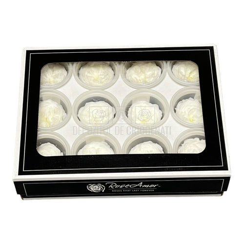 Trandafiri de gradina AMELIA WHI-01 (Ø3-4cm, set 12 buc /cutie) - DepozituldeCriogenati.ro