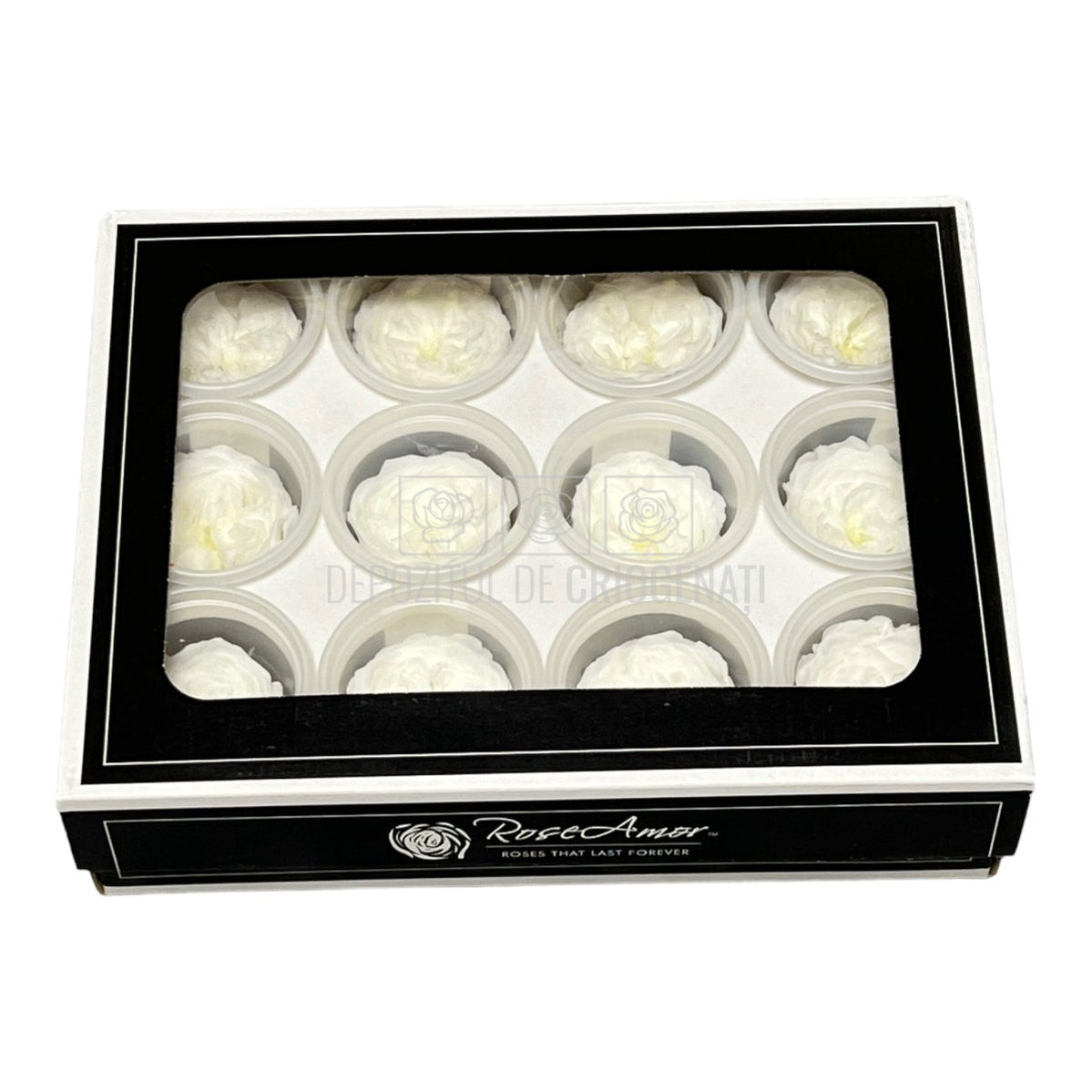 Trandafiri de gradina AMELIA WHI-01 (Ø3-4cm, set 12 buc /cutie) - DepozituldeCriogenati.ro