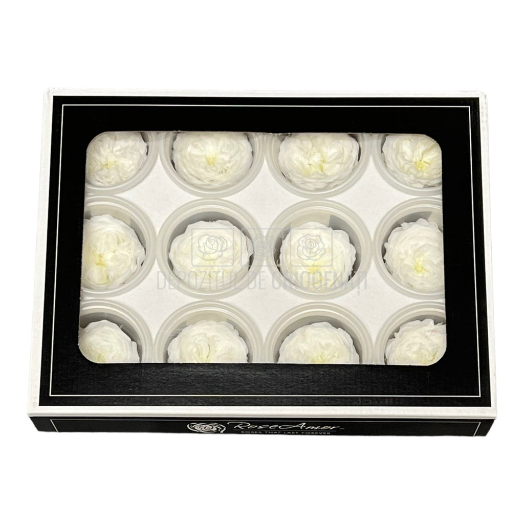 Trandafiri de gradina AMELIA WHI-01 (Ø3-4cm, set 12 buc /cutie) - DepozituldeCriogenati.ro