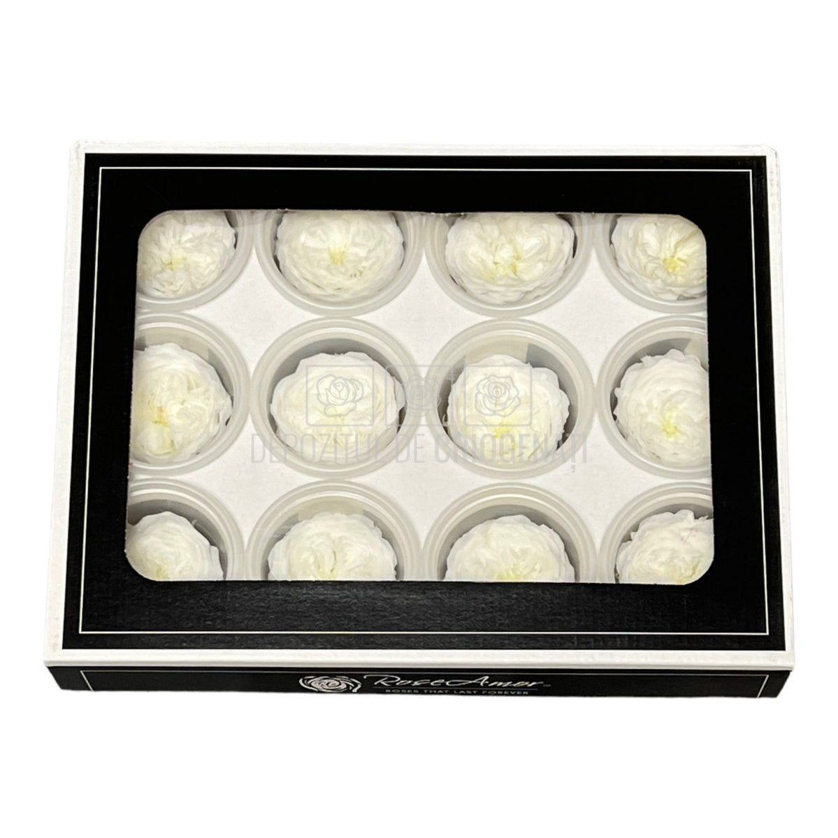 Trandafiri de gradina AMELIA WHI-01 (Ø3-4cm, set 12 buc /cutie) - DepozituldeCriogenati.ro