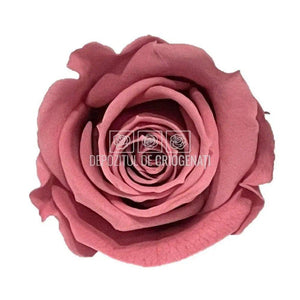 Trandafiri MINI CHERRY BLOSSOM (Ø3,5-4,5cm, set 12 buc) - DepozituldeCriogenati.ro