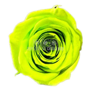 Trandafiri PRINCESS LIME GREEN (Ø2,5-3cm, set 16 buc /cutie) - DepozituldeCriogenati.ro