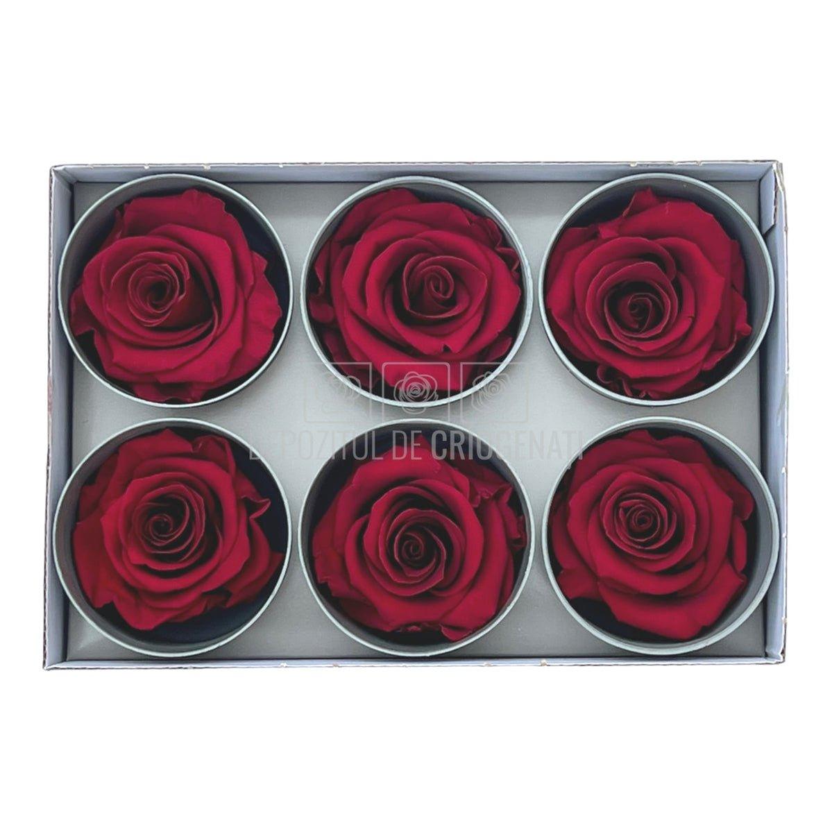 Trandafiri STANDARD BURGUNDY (dia. 5-5,5cm; set 6 buc /cutie)