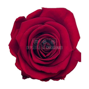 Trandafiri STANDARD BURGUNDY (dia. 5-5,5cm; set 6 buc /cutie)