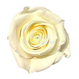 Trandafiri STANDARD CHAMPAGNE (Ø5-5,5cm; set 6 buc /cutie) - DepozituldeCriogenati.ro