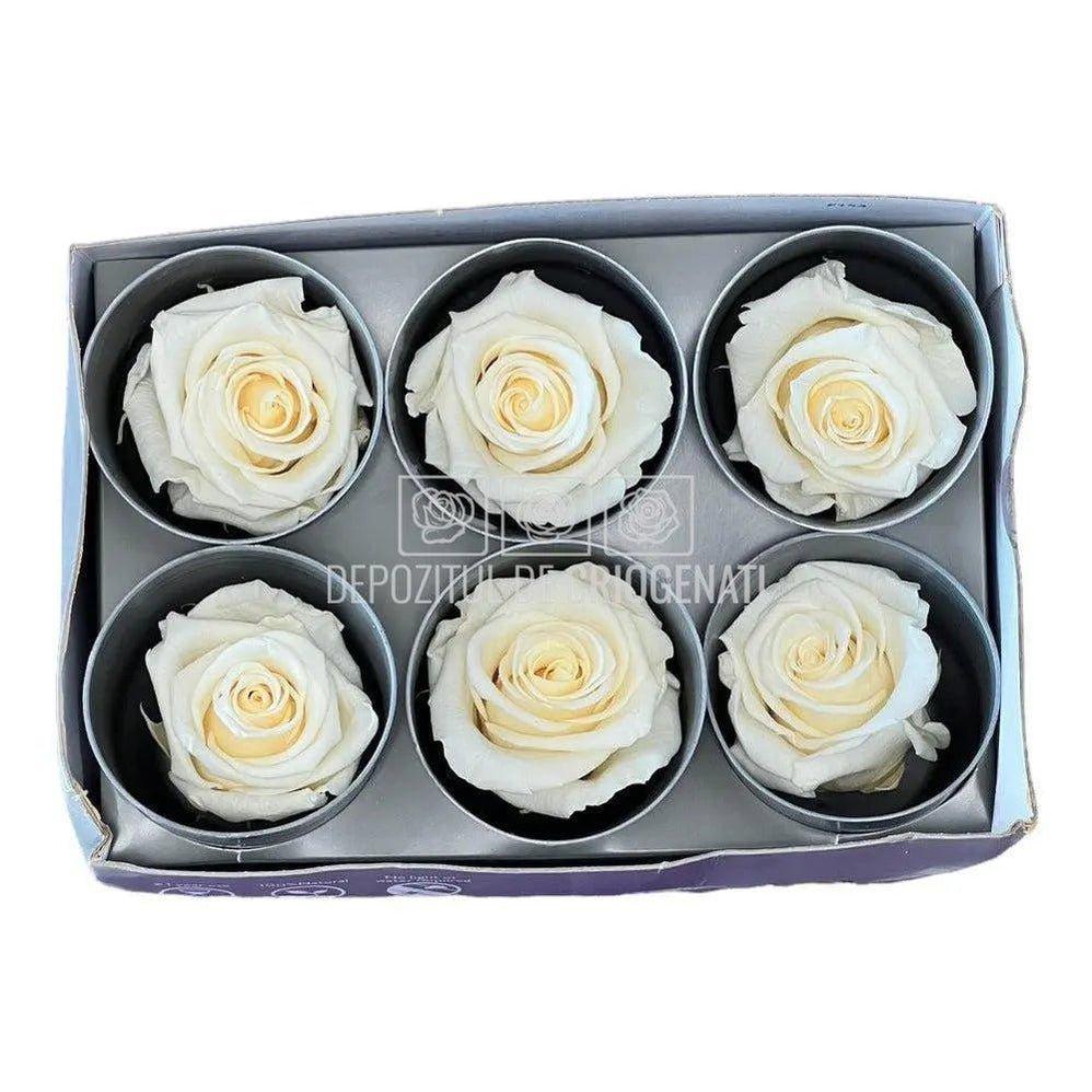 Trandafiri STANDARD CHAMPAGNE (Ø5-5,5cm; set 6 buc /cutie) - DepozituldeCriogenati.ro