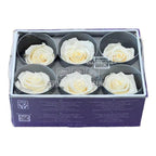 Trandafiri STANDARD CHAMPAGNE (Ø5-5,5cm; set 6 buc /cutie) - DepozituldeCriogenati.ro