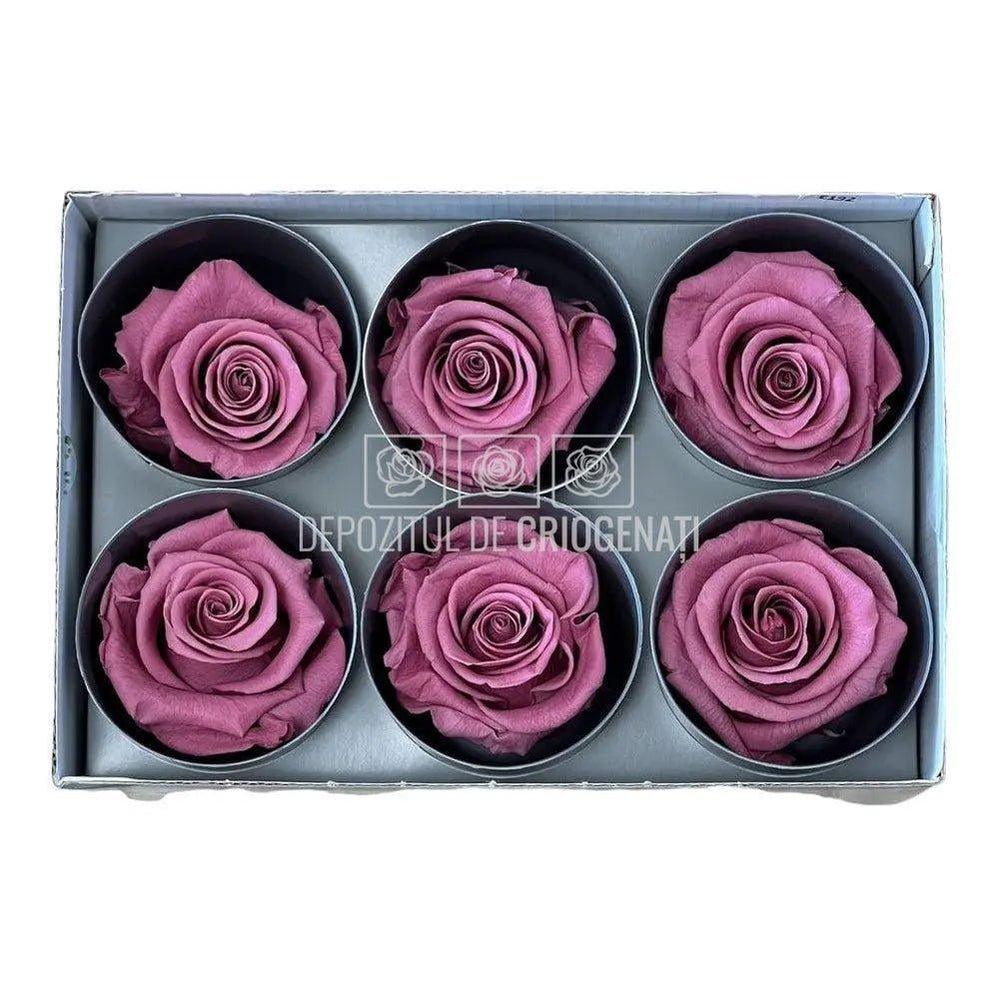 Trandafiri STANDARD CHERRY BLOSSOM (Ø5-5,5cm) - DepozituldeCriogenati.ro