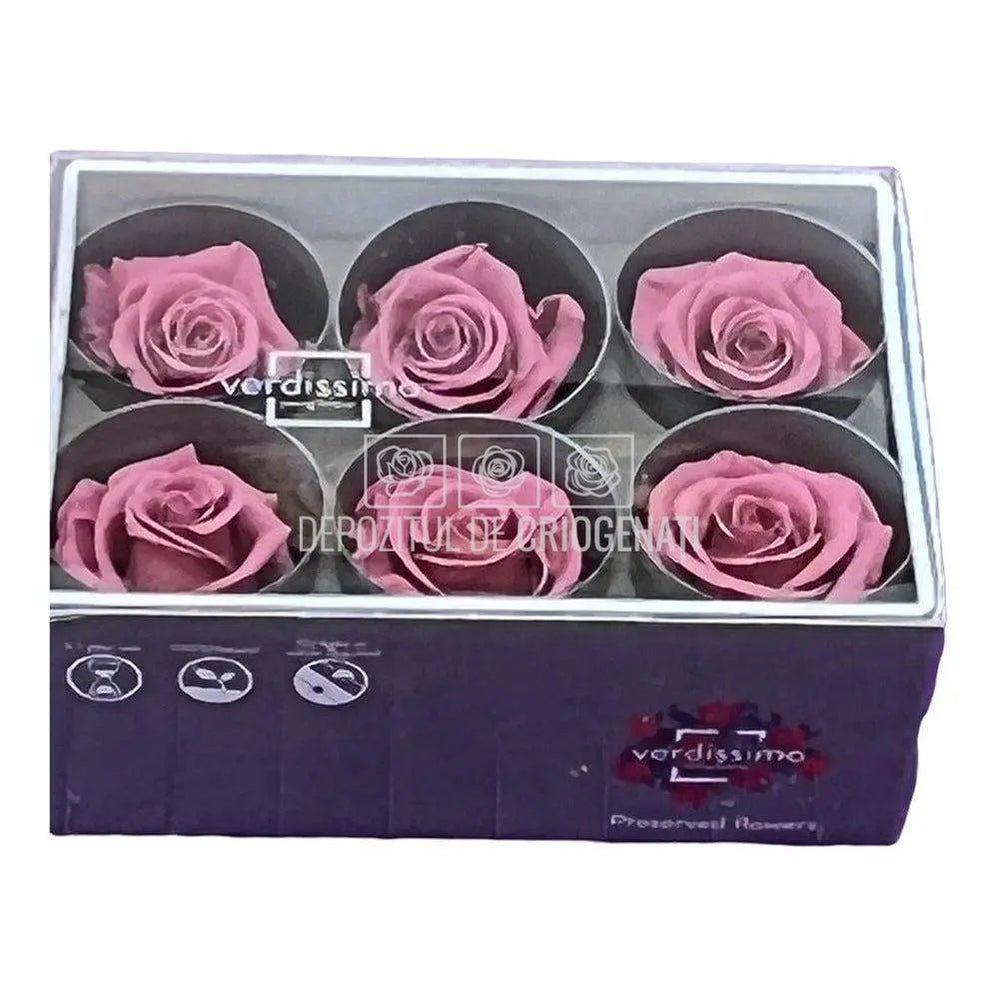 Trandafiri STANDARD CHERRY BLOSSOM (Ø5-5,5cm) - DepozituldeCriogenati.ro