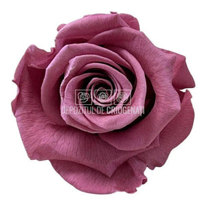 Trandafiri STANDARD CHERRY BLOSSOM (Ø5-5,5cm) - DepozituldeCriogenati.ro