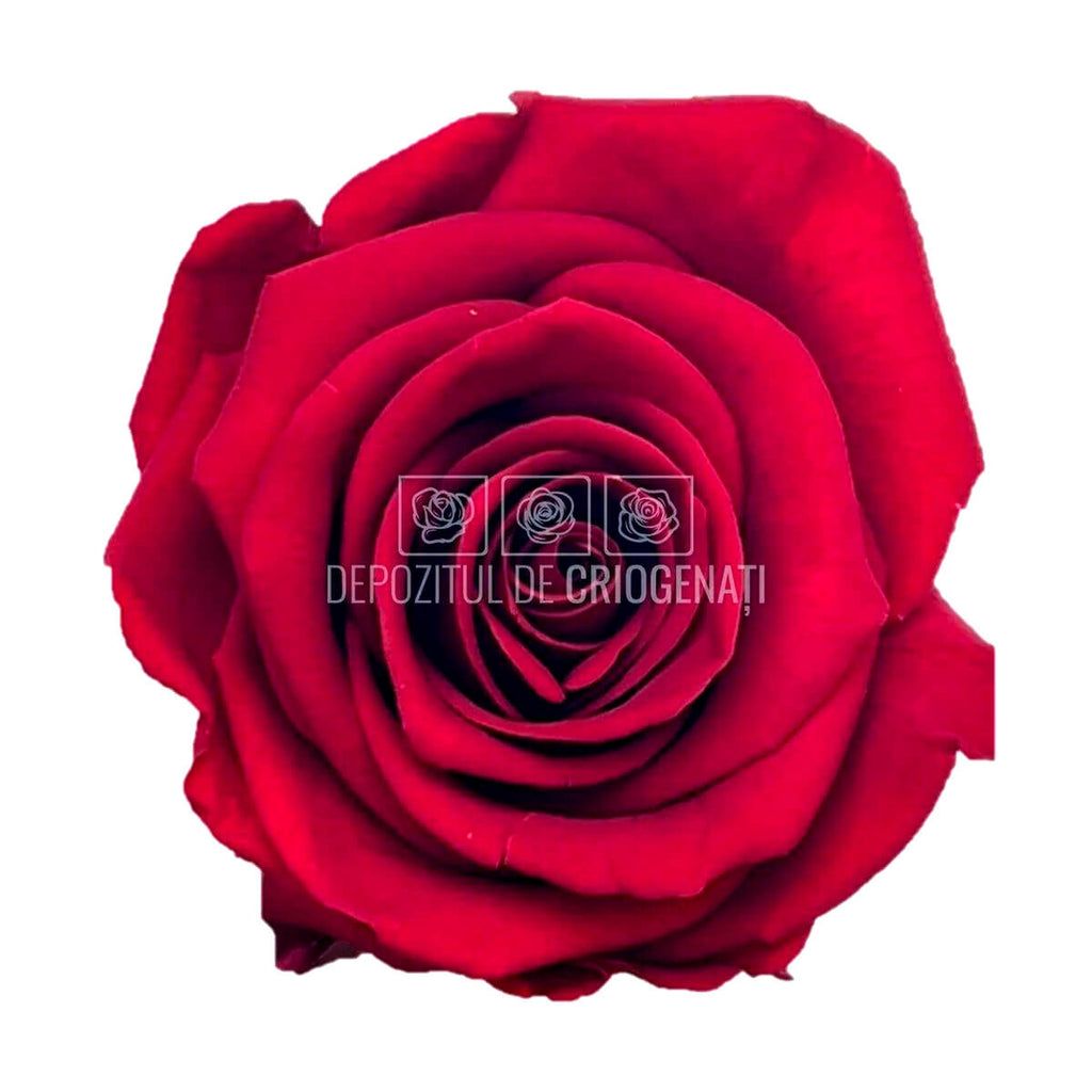 Trandafiri STANDARD RED (Ø5-5,5cm; set 6 buc /cutie) - DepozituldeCriogenati.ro