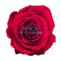 Trandafiri STANDARD RED (Ø5-5,5cm; set 6 buc /cutie) - DepozituldeCriogenati.ro