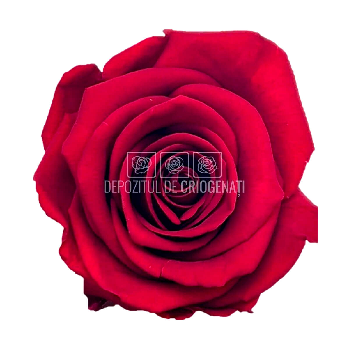 Trandafiri STANDARD RED (Ø5-5,5cm; set 6 buc /cutie) - DepozituldeCriogenati.ro