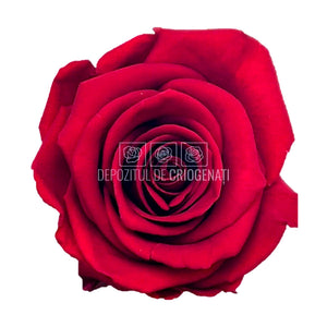 Trandafiri STANDARD RED (Ø5-5,5cm; set 6 buc /cutie) - DepozituldeCriogenati.ro