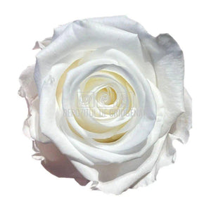 Trandafiri STANDARD WHITE (Ø5-5,5cm; set 6 buc /cutie) - DepozituldeCriogenati.ro