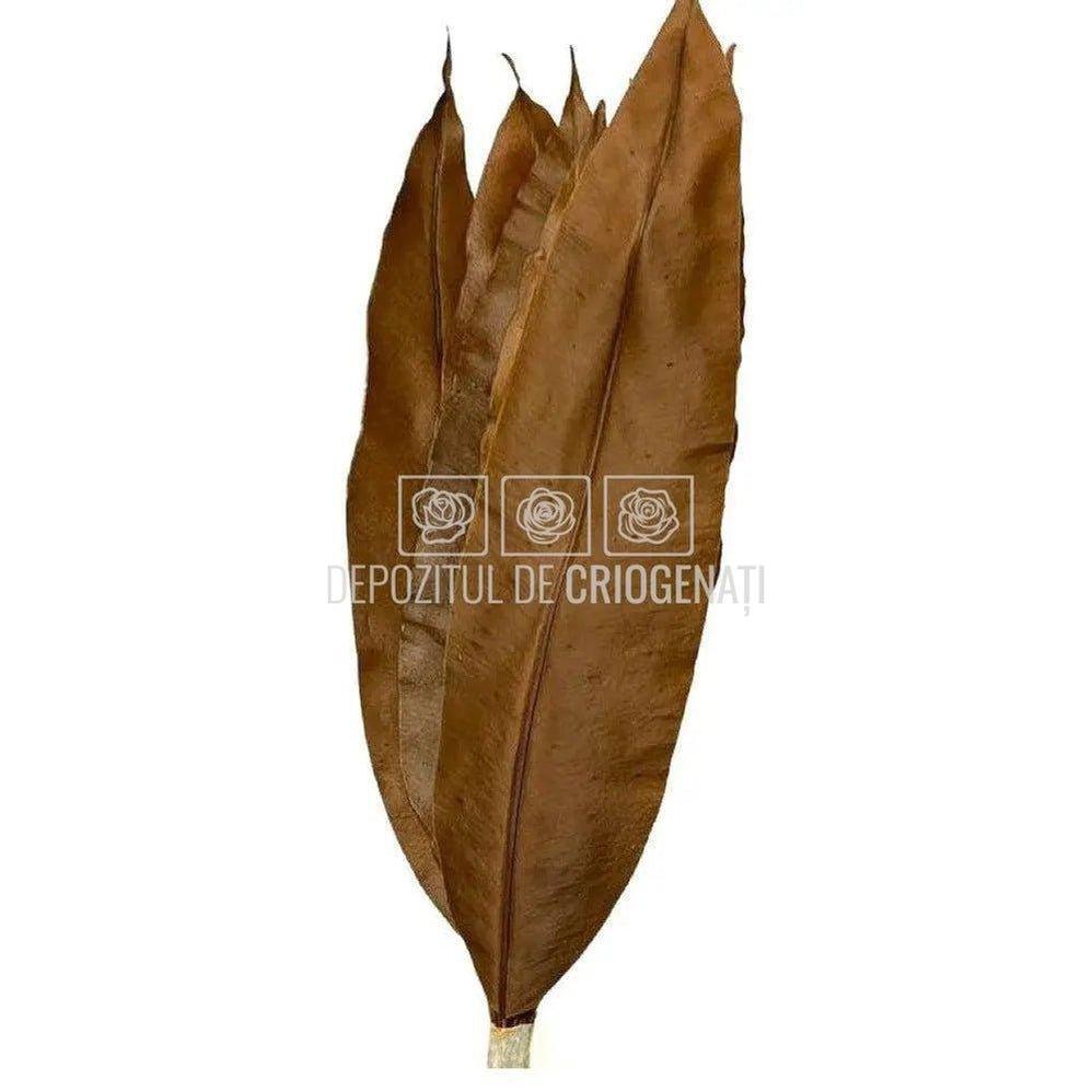 TROPICAL LEAF ORANGE (Buchet Criogenat) - DepozituldeCriogenati.ro