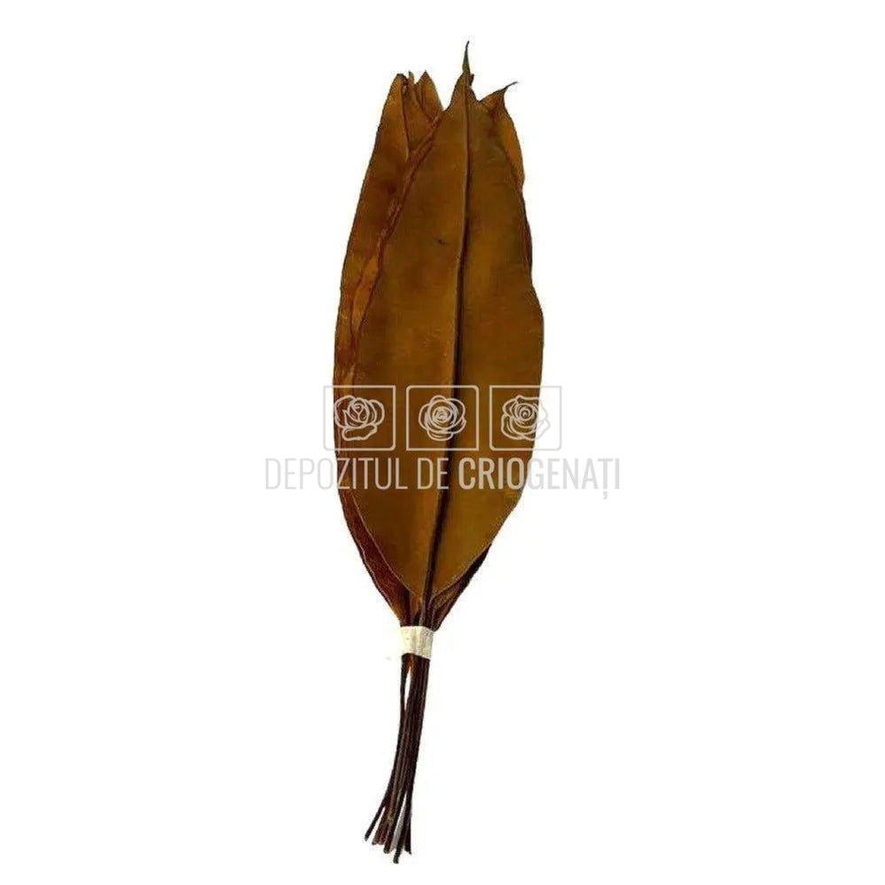 TROPICAL LEAF ORANGE (Buchet Criogenat) - DepozituldeCriogenati.ro